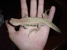 Butterfly Agama