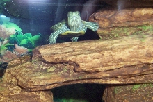 Feed Me!