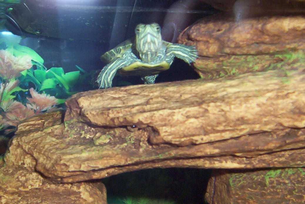 Feed Me!