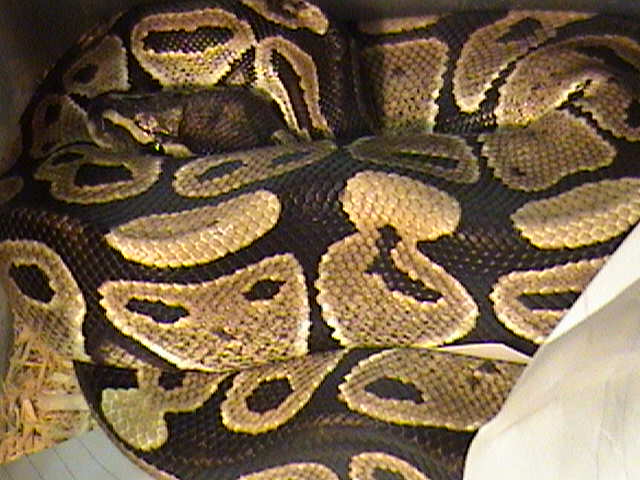 Female Ball Python