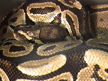 Female Ball Python