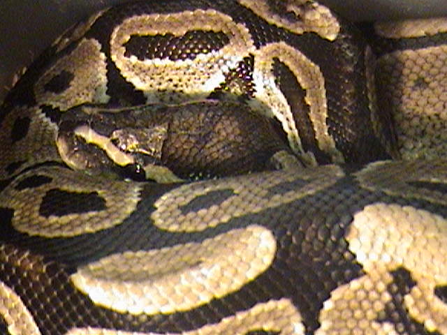 Female Ball Python