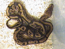 Male Ball Python
