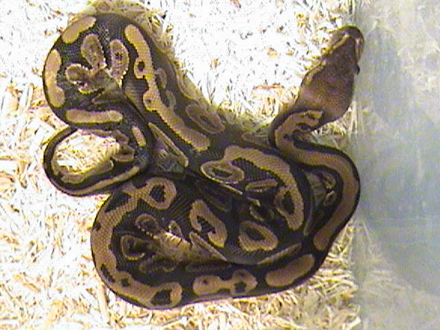 Male Ball Python