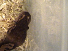 Male Ball Python