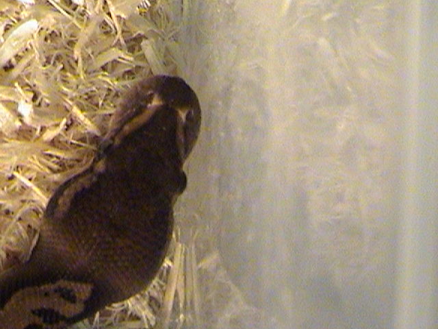 Male Ball Python