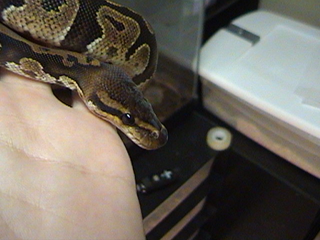 Male Ball Python