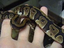 Male Ball Python