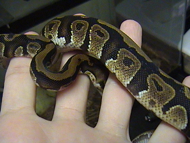 Male Ball Python