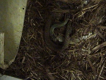 Male Speckled Racer