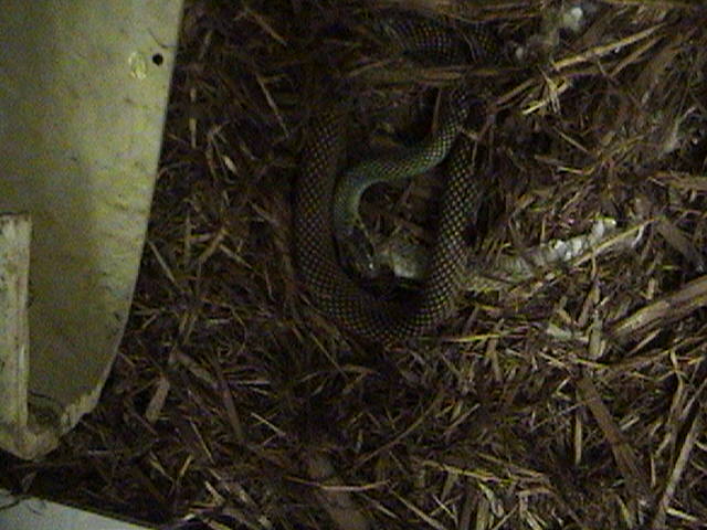 Male Speckled Racer