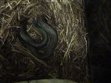 Female Speckled Racer