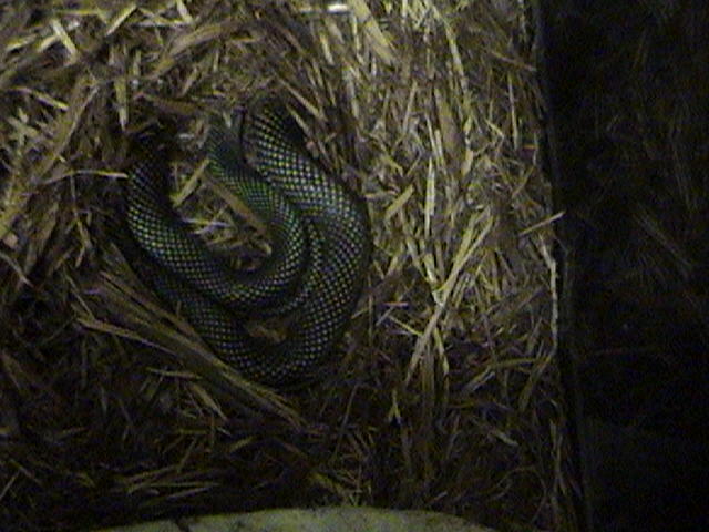 Female Speckled Racer