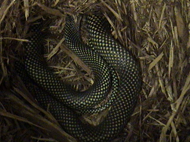 Female Speckled Racer