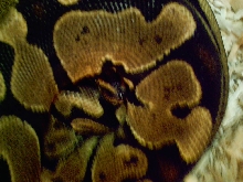 Het. Albino Female