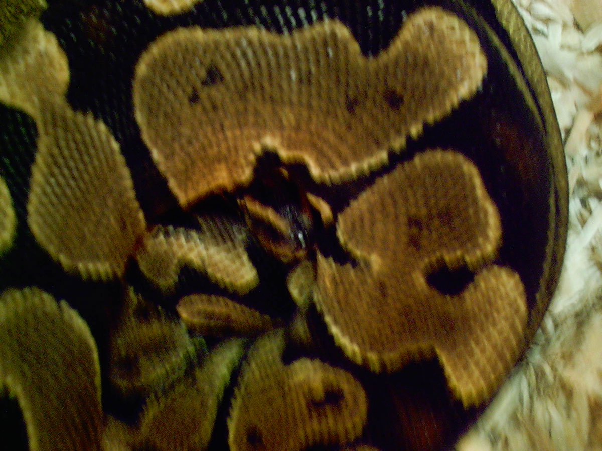 Het. Albino Female