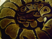 Het. Albino Male