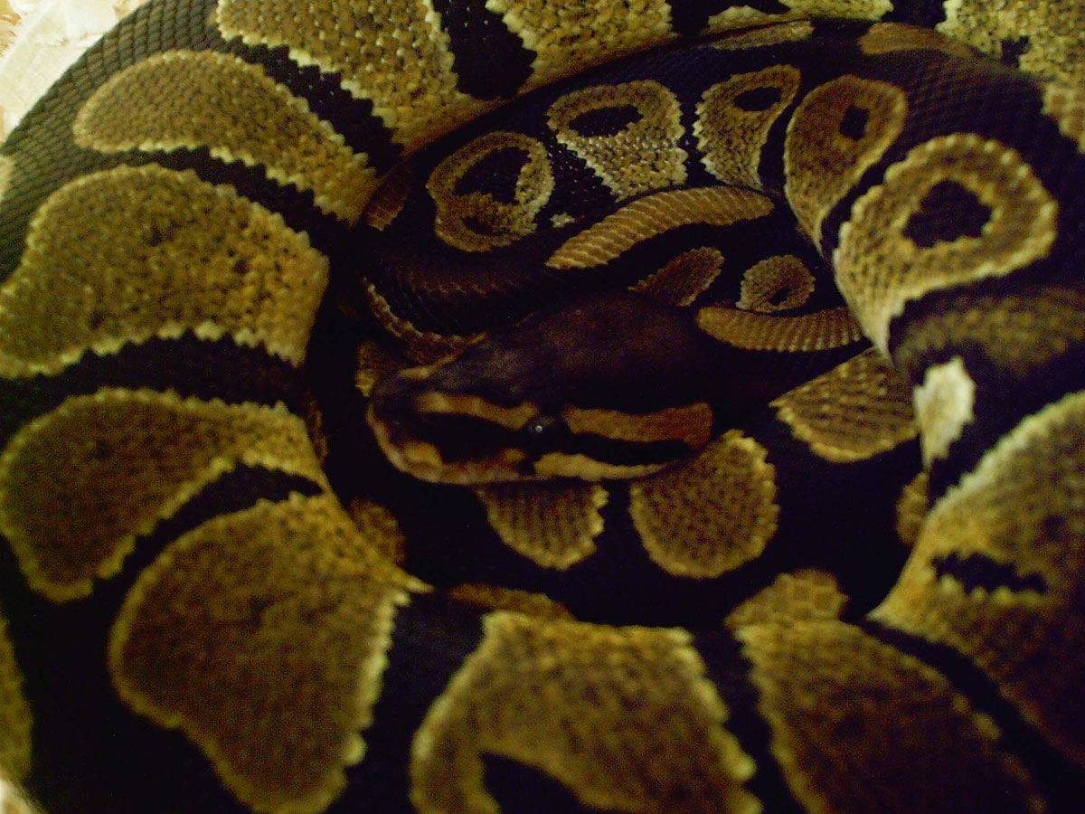 Het. Albino Male