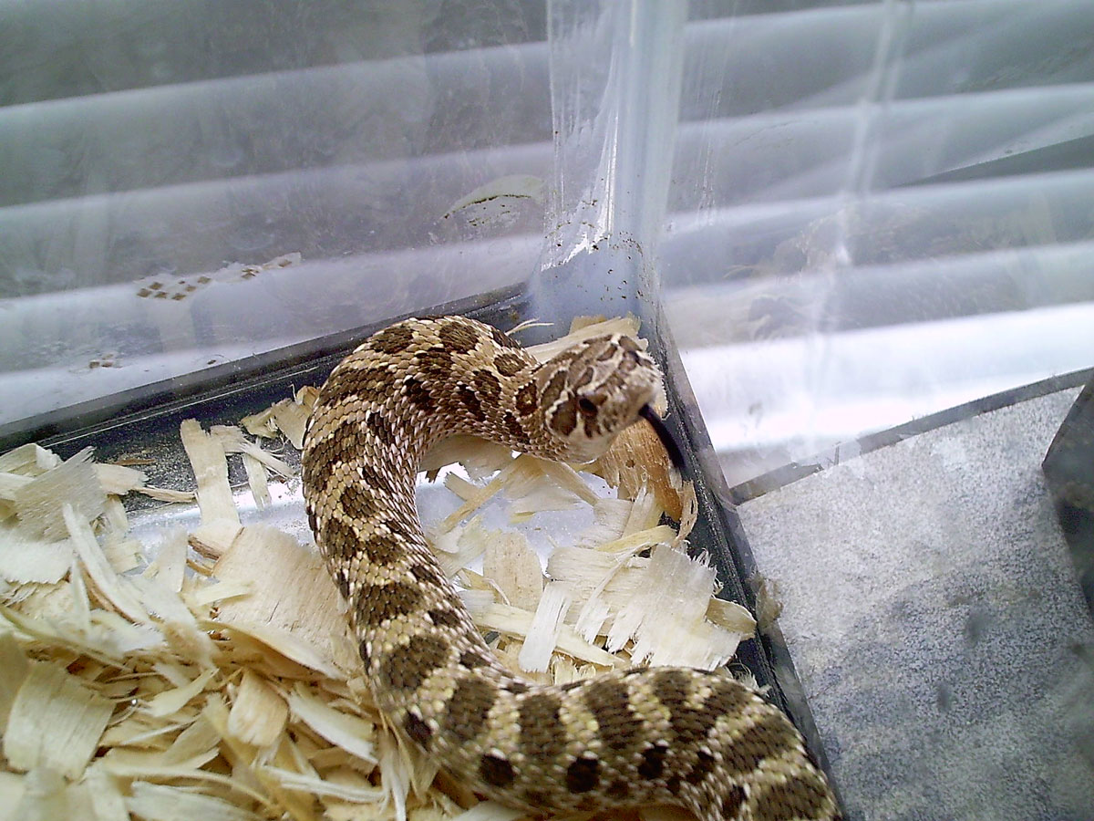 Hognose Picture 2