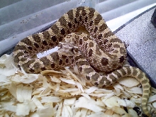 Hognose Picture 1