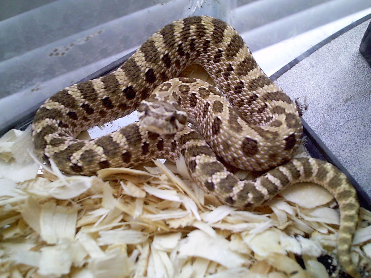 Hognose Picture 1