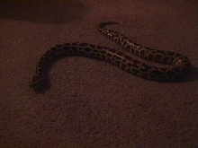 Baby Burm