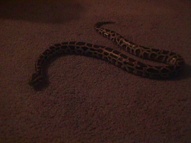Baby Burm