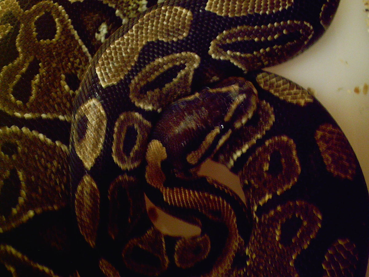 Normal Female