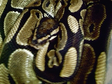 Normal Female