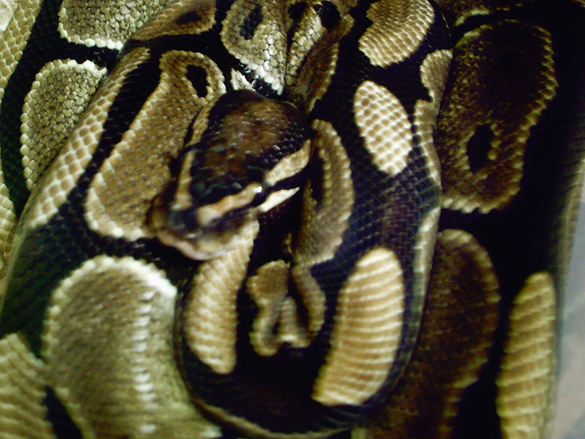 Normal Female