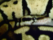 Pastel Male