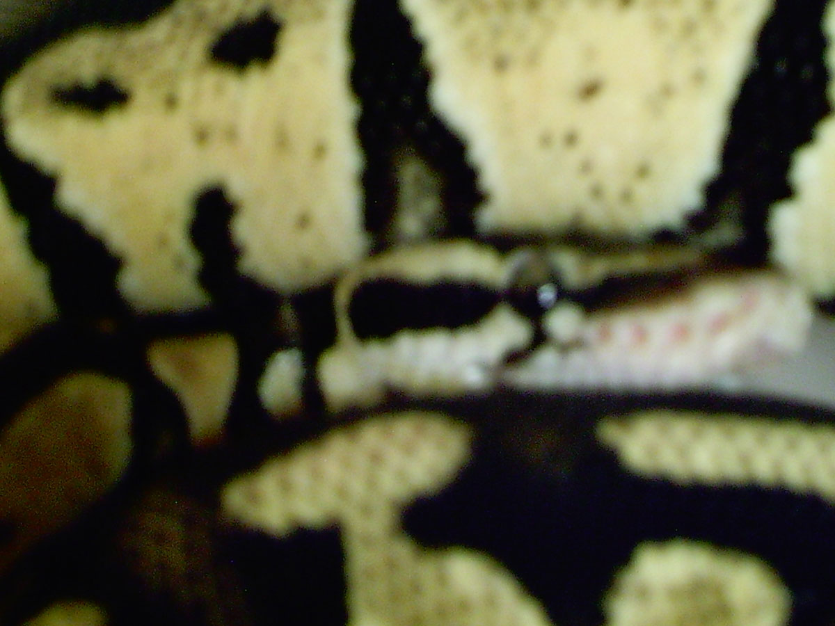 Pastel Male