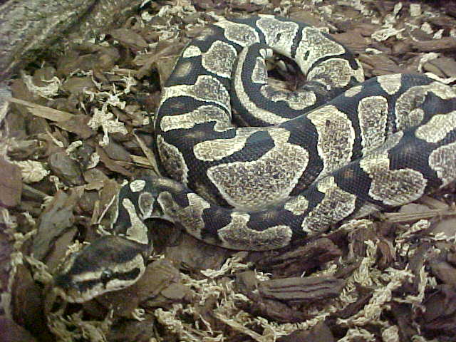 Axanthic Pastel