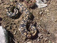 Odd Female