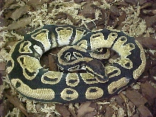 NICE NORMAL FEMALE