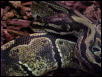 IMG BALL PYTHON WHOLE