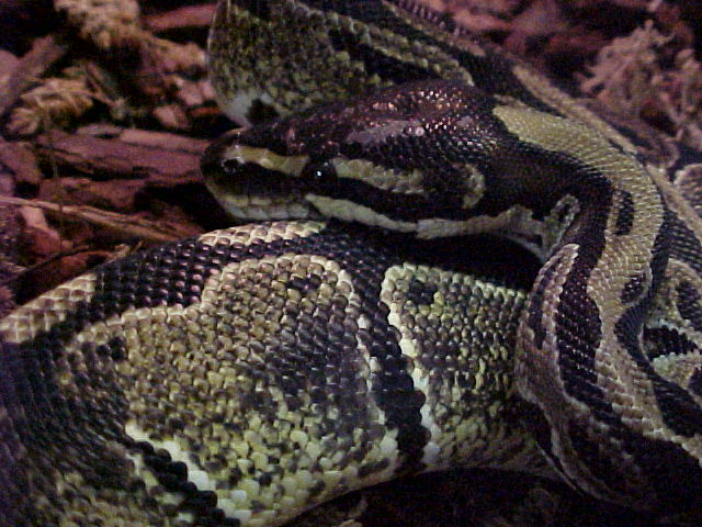IMG BALL PYTHON WHOLE