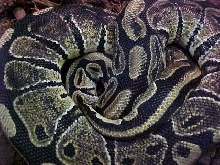IMG Ball Python