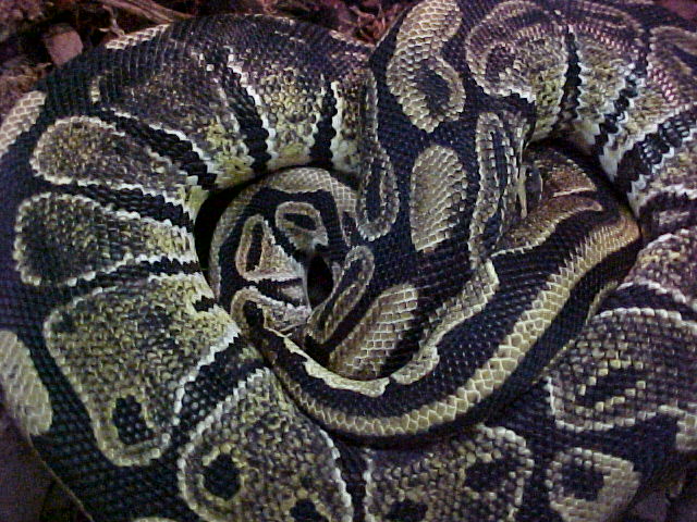 IMG Ball Python