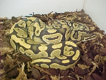 Lemon Ghost