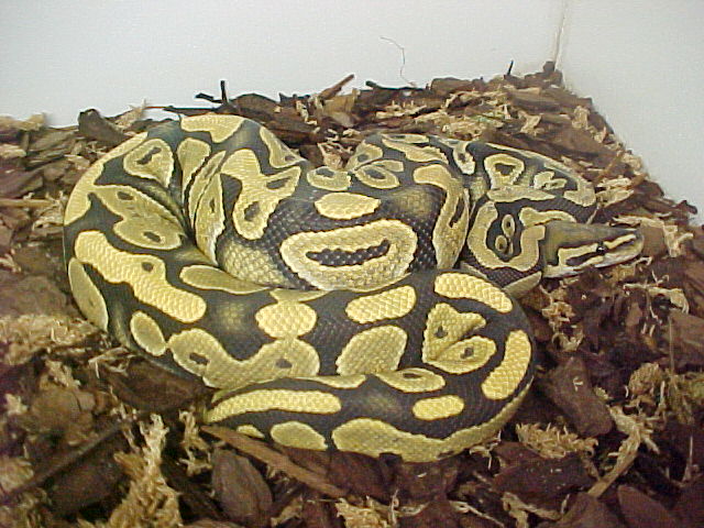 Lemon Ghost