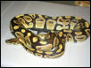 Mohaveish male ball