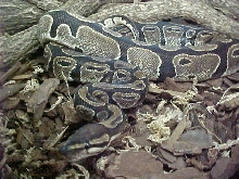 IMG Female Ball