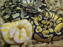 Future breeders