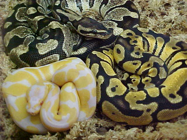 Future breeders