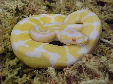 Male albino ball