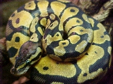 Future breeder