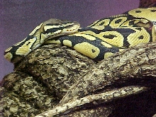 Male Pastel Ball