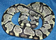 axanthic pastel baby pic 2
