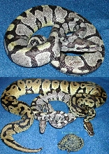 Axanthic pastel baby pic 1